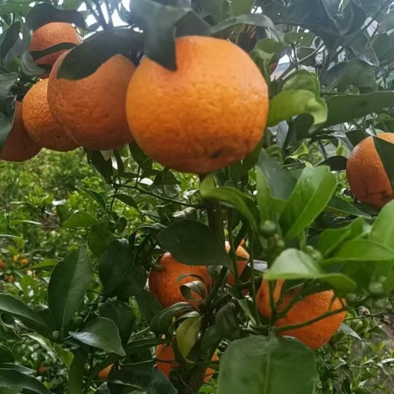云南普洱高山沃柑