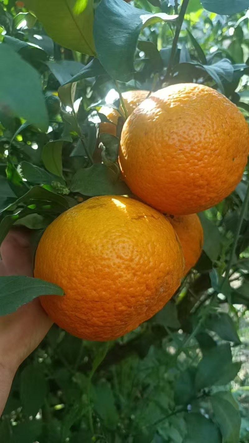 云南普洱高山沃柑