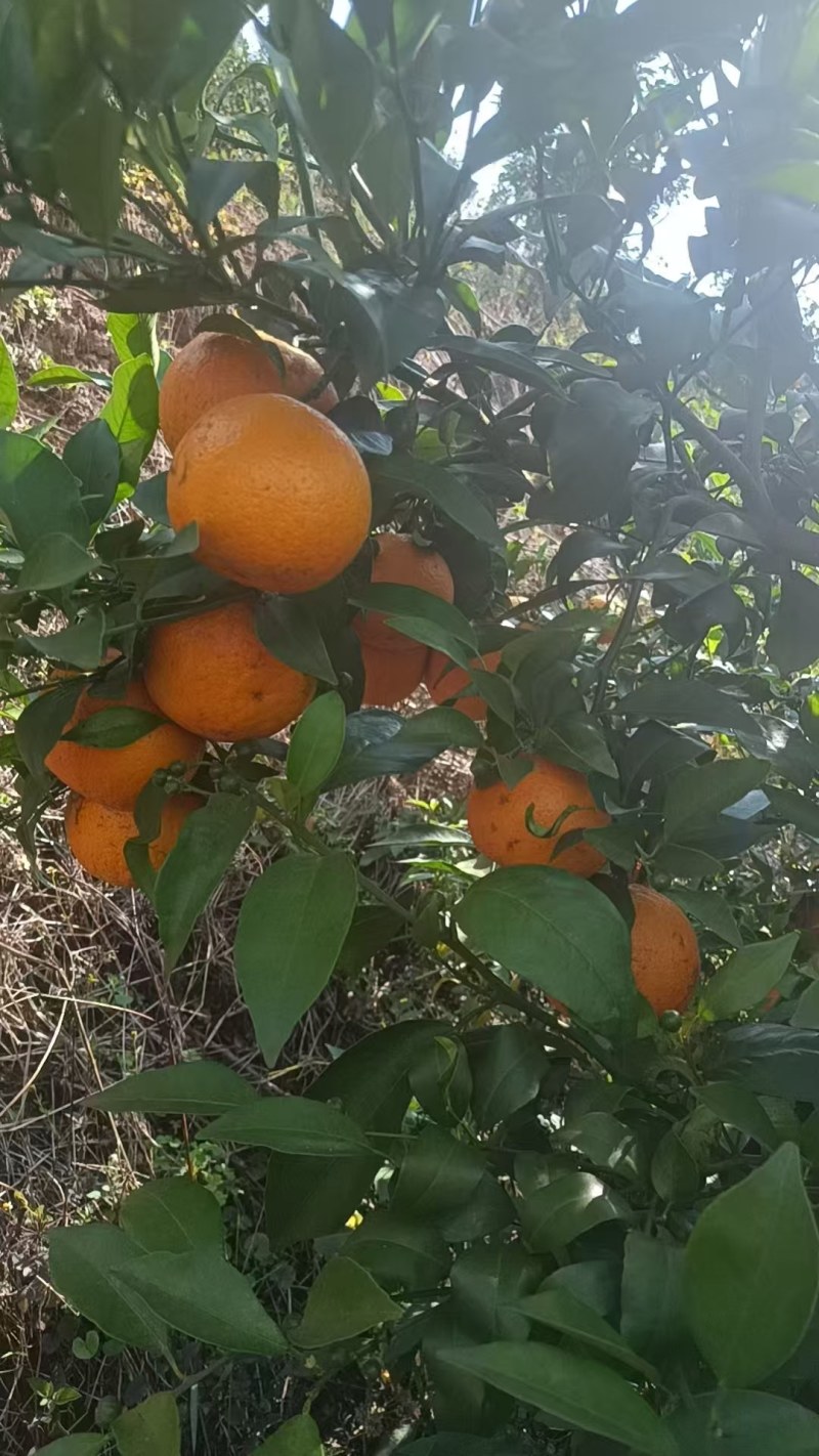 云南普洱高山沃柑
