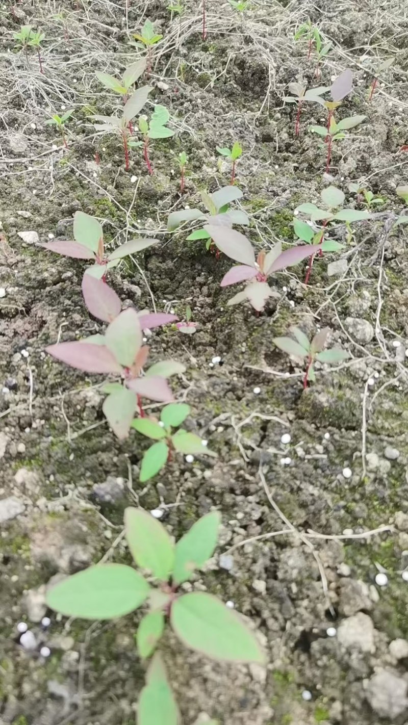 檫木芽苗