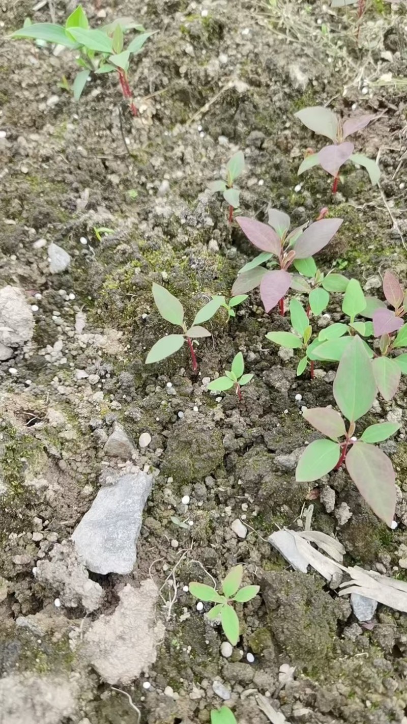檫木芽苗