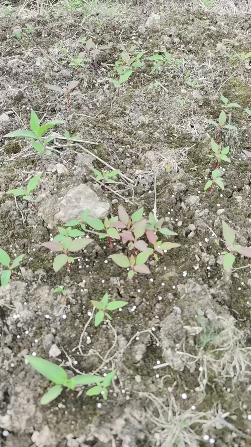 檫木芽苗