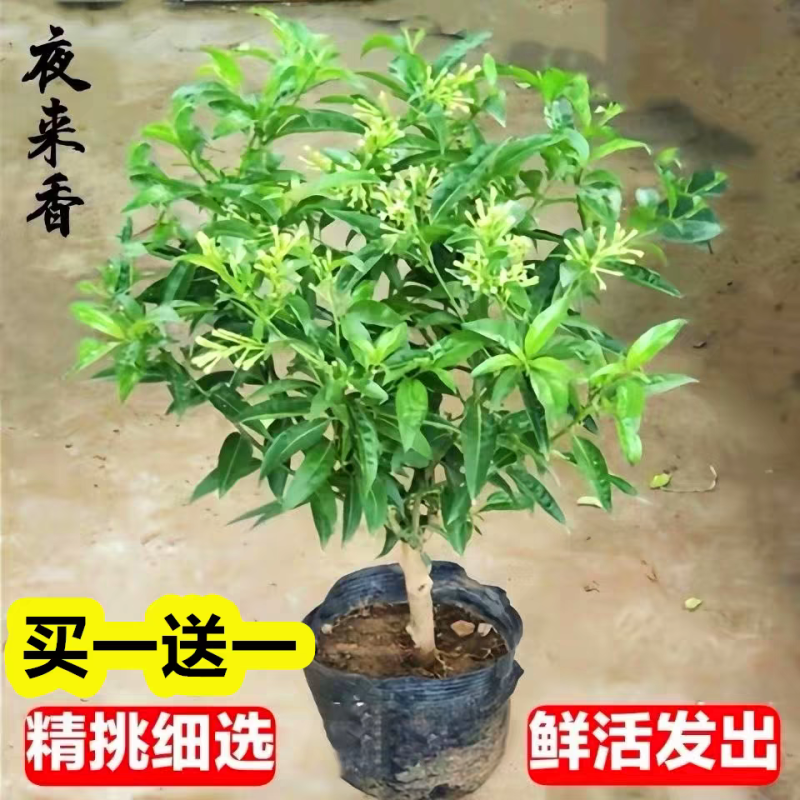 基地直供优质种苗夜来香苗地栽香飘万里，量大优惠，欢迎合作