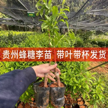 李子苗，产地一手货源，量大优惠，对接全国市场电商平台