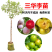 李子苗，产地一手货源，量大优惠，对接全国市场电商平台