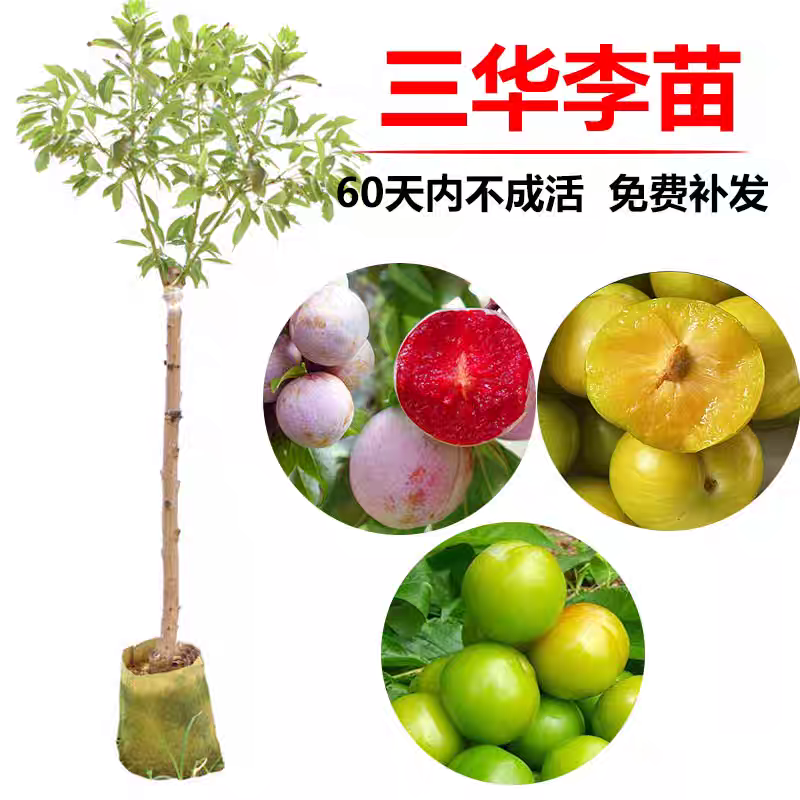 李子苗，产地一手货源，量大优惠，对接全国市场电商平台