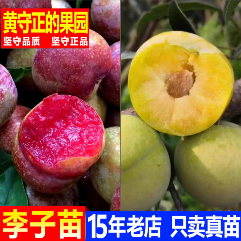 李子苗，产地一手货源，量大优惠，对接全国市场电商平台
