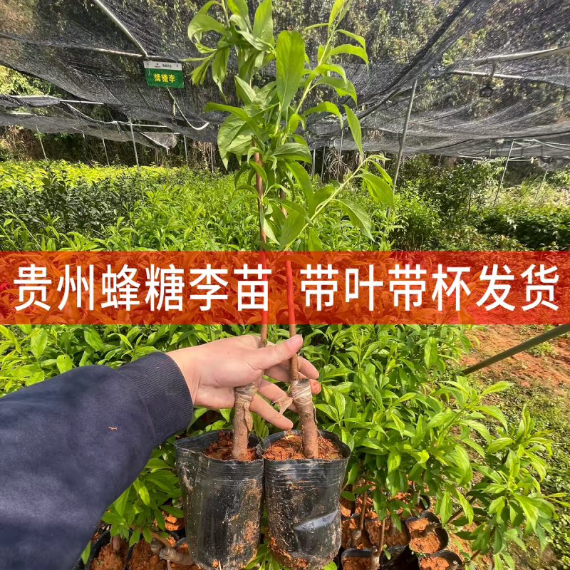 李子苗，产地一手货源，量大优惠，对接全国市场电商平台