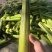 贵州美人茭白