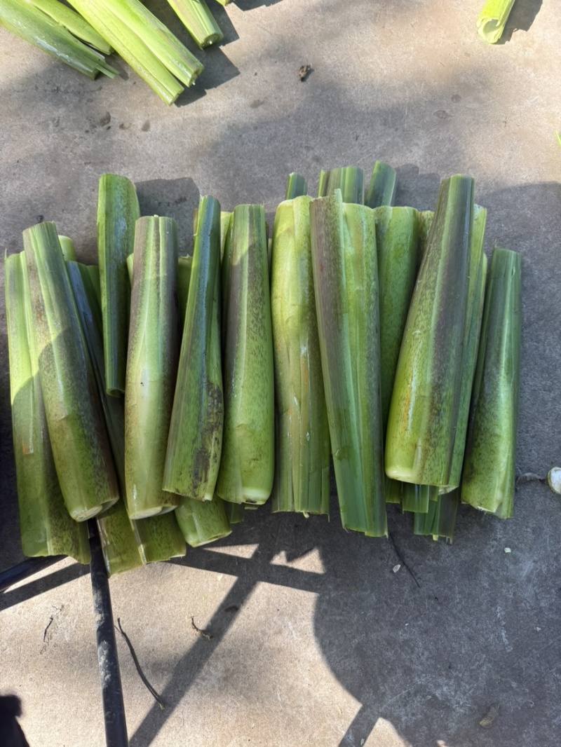贵州美人茭白