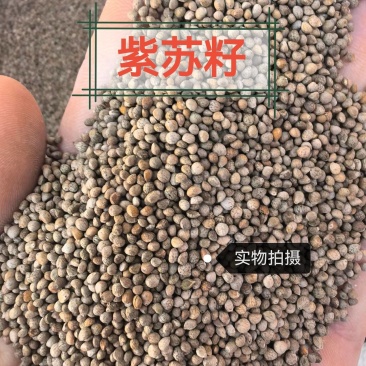 紫苏子中药材自然晾晒手工挑选颗粒饱满正品无硫
