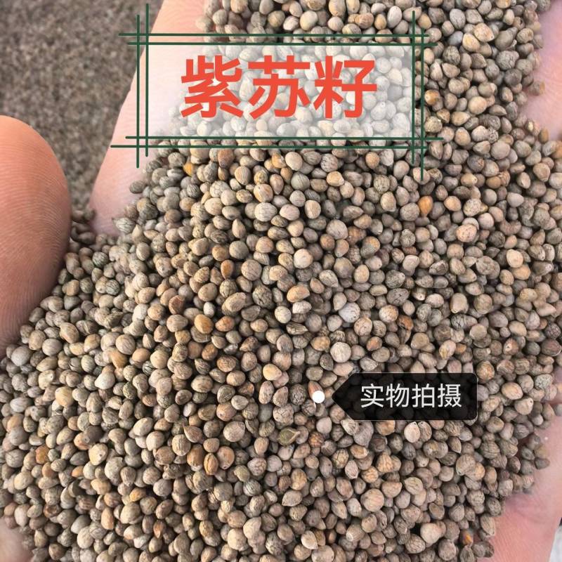 紫苏子中药材自然晾晒手工挑选颗粒饱满正品无硫
