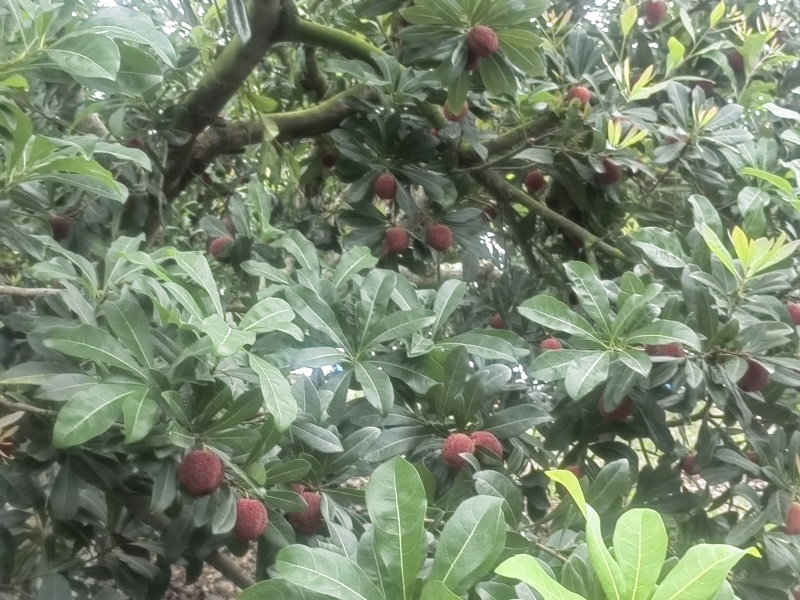 青田大棚东魁杨梅