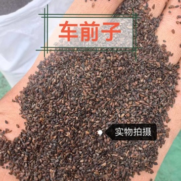 车前子正品车前子中药材合作共赢诚信经营诚信