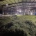 毛豆，保质保量，量大价优，产地直发，欢迎各位老板随时联系