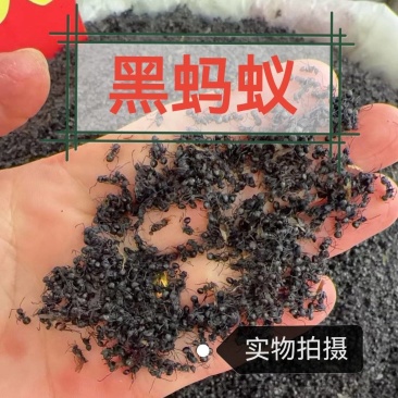 黑蚂蚁中药材冷背黑蚂蚁干正品无硫不掺假干净无杂