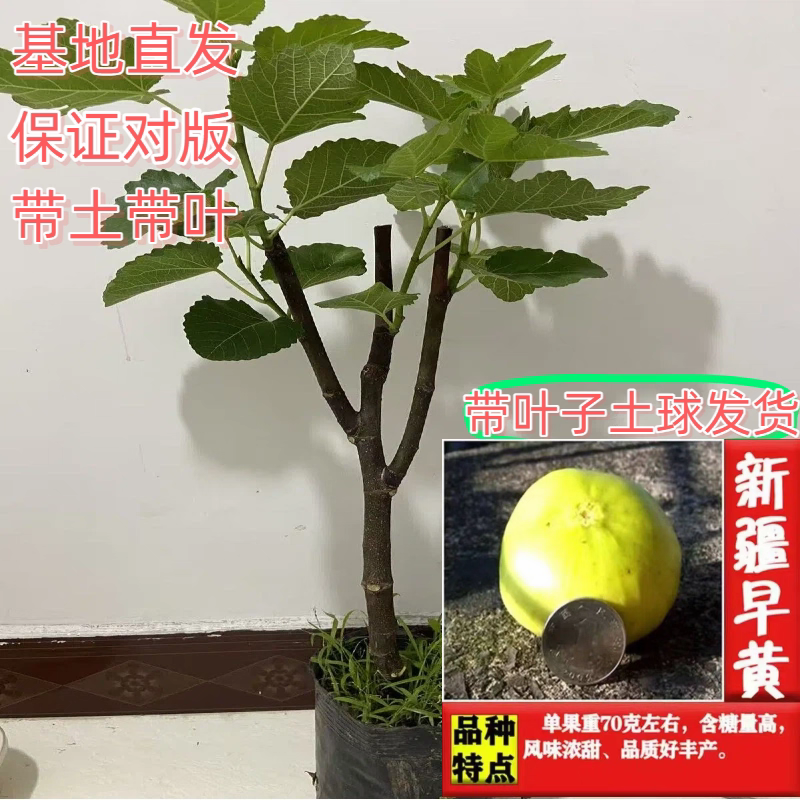 无花果树苗，产地一手货源，量大优惠，品种齐全，欢迎合作