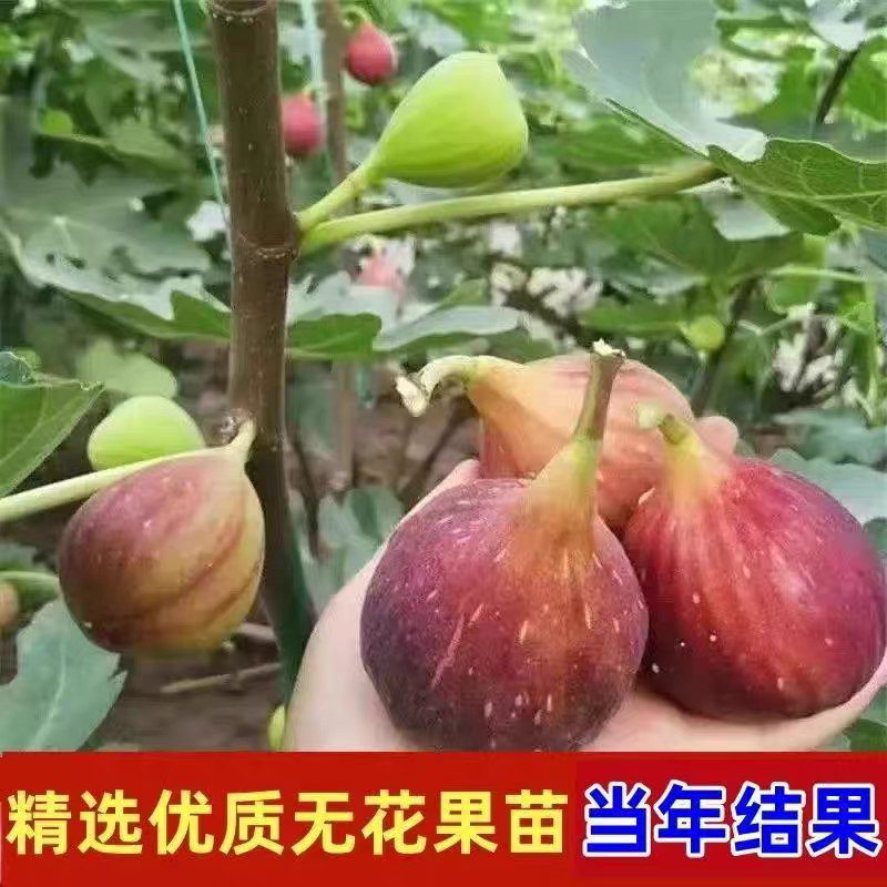 无花果树苗，产地一手货源，量大优惠，品种齐全，欢迎合作