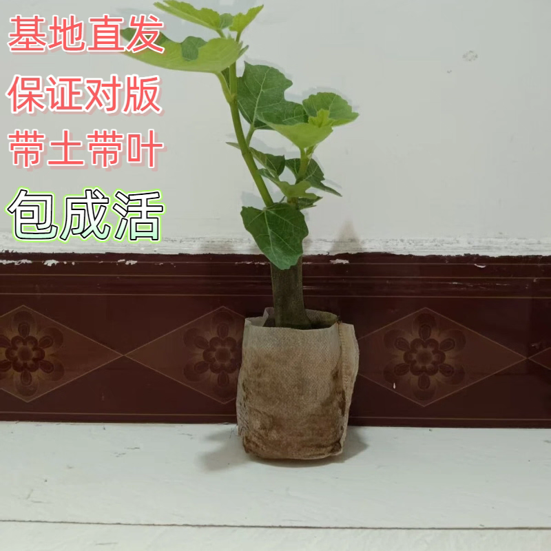 无花果树苗，产地一手货源，量大优惠，品种齐全，欢迎合作