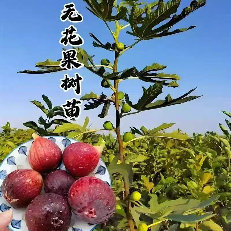 无花果树苗，产地一手货源，量大优惠，品种齐全，欢迎合作