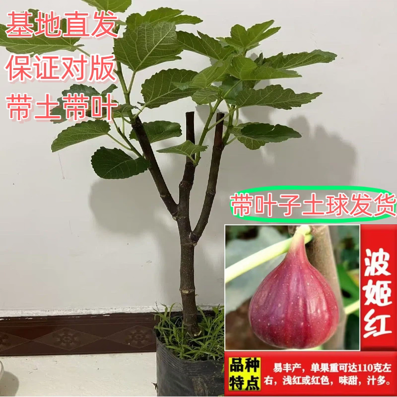 无花果树苗，产地一手货源，量大优惠，品种齐全，欢迎合作