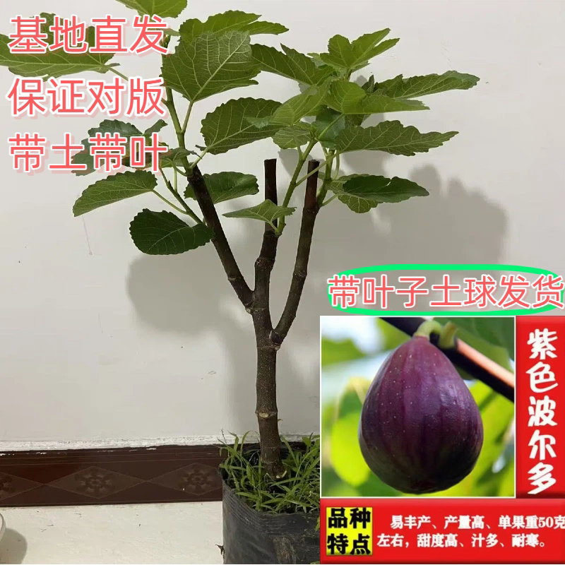 无花果树苗，产地一手货源，量大优惠，品种齐全，欢迎合作