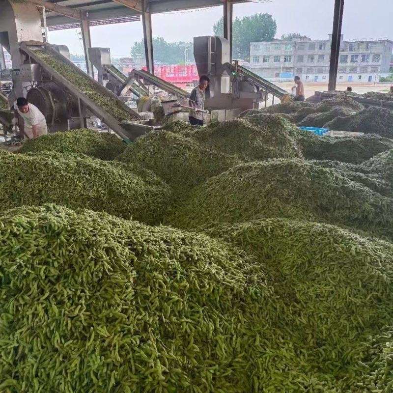 毛豆，产地直发，量大价优，保质保量，欢迎各位老板随时联系