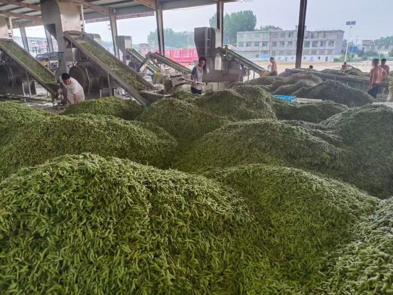 毛豆，产地直发，量大价优，保质保量，欢迎各位老板随时联系