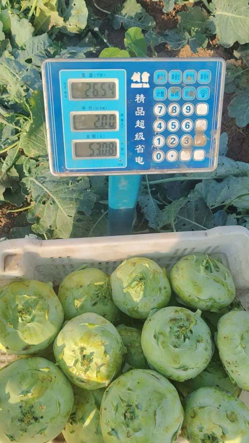 山西吕梁苤蓝水果苤蓝基地直供量大从优欢迎联系