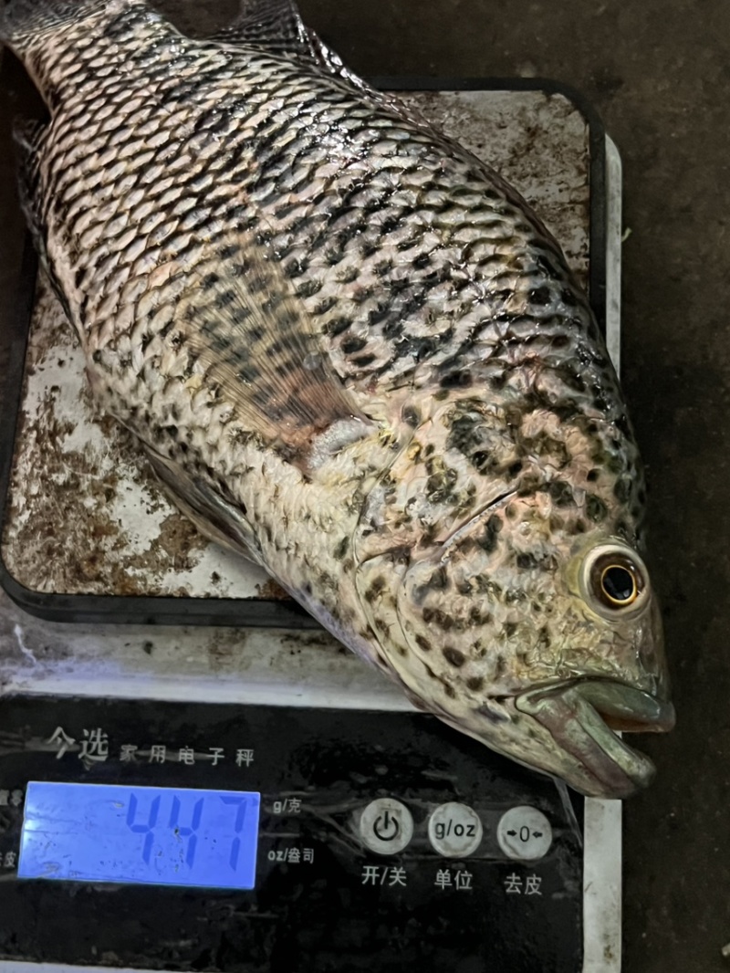 淡水石斑鱼