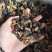 四色葡萄干，工厂直发，产地直销，量大从优，欢迎老板视频看