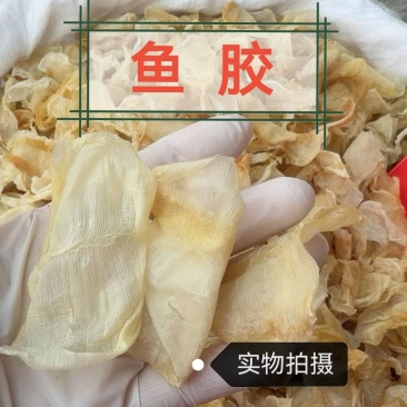 鱼鳔中药材正品鱼鳔鱼胶品质保证康养斋中药材