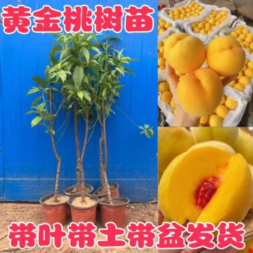 黄金桃树苗，品种齐全。成活率高，欢迎新老客户前来合作