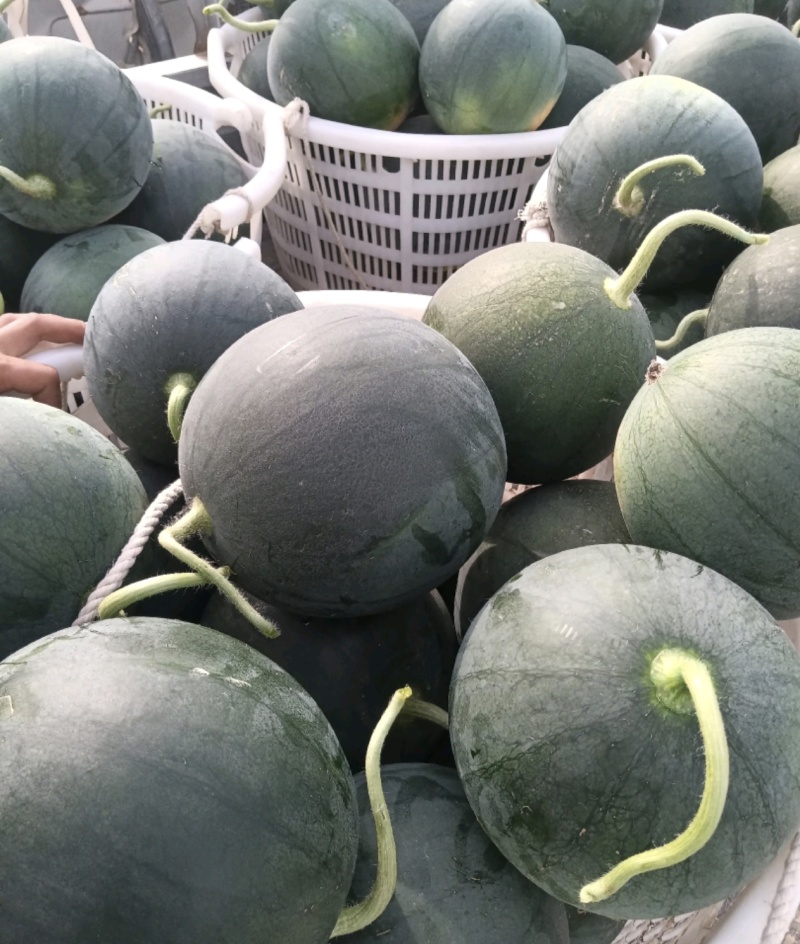 本地墨童西瓜无籽小西瓜大量上市产地直发量大从优欢迎来电
