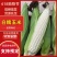 白糯玉米花糯玉米大量上市现掰先发货量多价格优