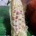 白糯玉米花糯玉米大量上市现掰先发货量多价格优