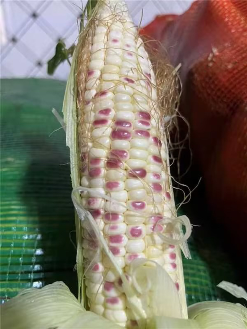 白糯玉米花糯玉米大量上市现掰先发货量多价格优