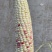 白糯玉米花糯玉米大量上市现掰先发货量多价格优