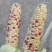 白糯玉米花糯玉米大量上市现掰先发货量多价格优