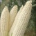 白糯玉米花糯玉米大量上市现掰先发货量多价格优