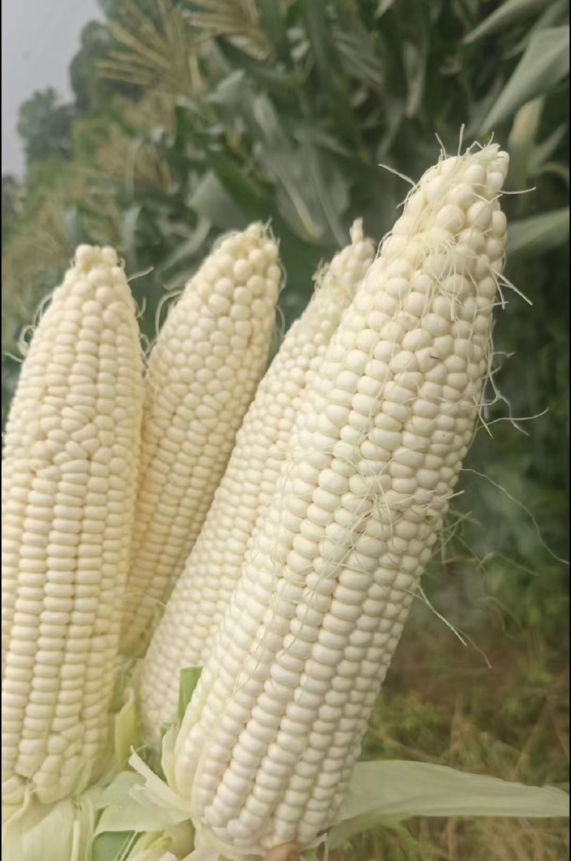 白糯玉米花糯玉米大量上市现掰先发货量多价格优