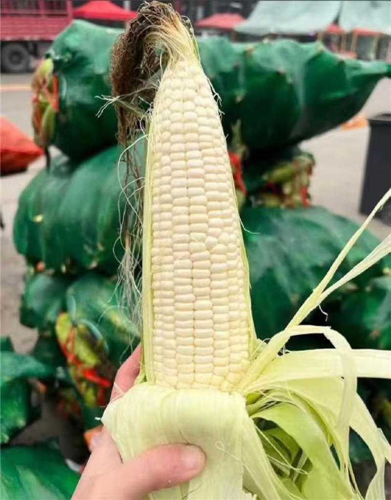 白糯玉米花糯玉米大量上市现掰先发货量多价格优