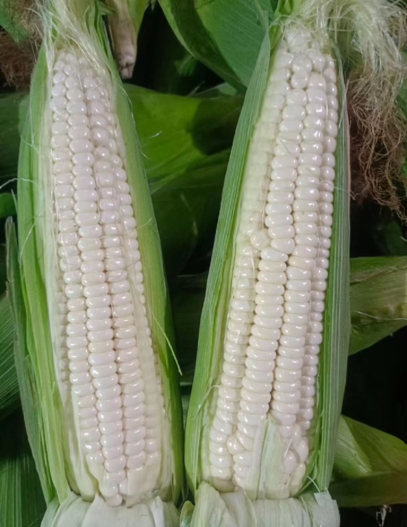 白糯玉米花糯玉米大量上市现掰先发货量多价格优