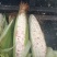 白糯玉米花糯玉米大量上市现掰先发货量多价格优