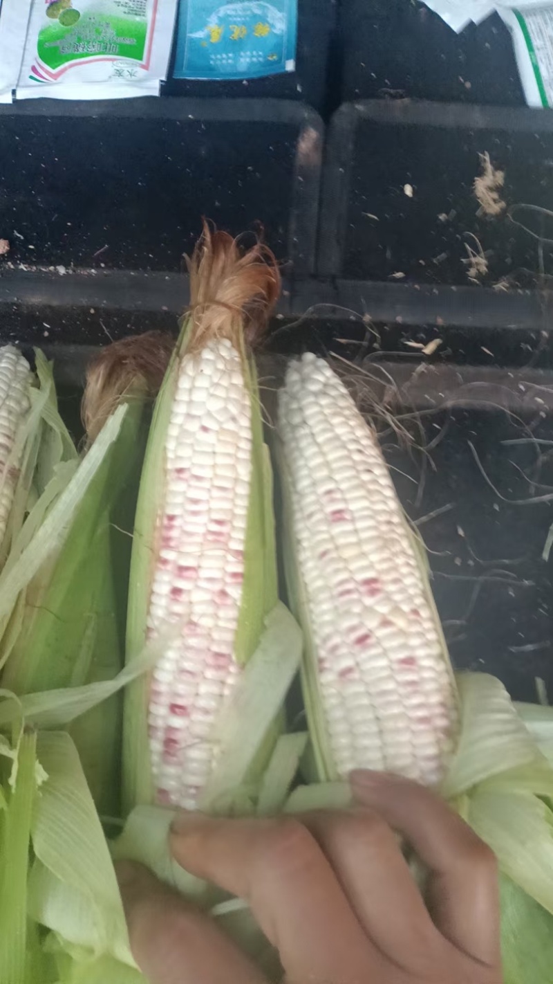 白糯玉米花糯玉米大量上市现掰先发货量多价格优