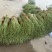 徐州精品豆角现货速发质量保证价格实惠欢迎来电咨询