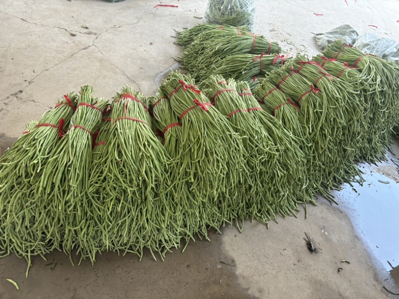 徐州精品豆角现货速发质量保证价格实惠欢迎来电咨询