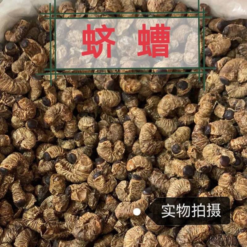 蛴螬中药材蛴螬冷背土蚕老母虫正品精选中药材