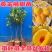 黄金桃树苗，品种齐全。成活率高，欢迎新老客户前来合作