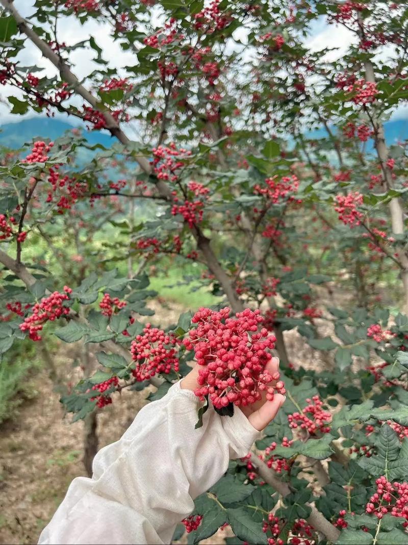 大红袍花椒产地甘肃